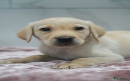 Labrador Retriever dogs for sale: Exceptional Health Tested KC Labrador Puppies - Image 5