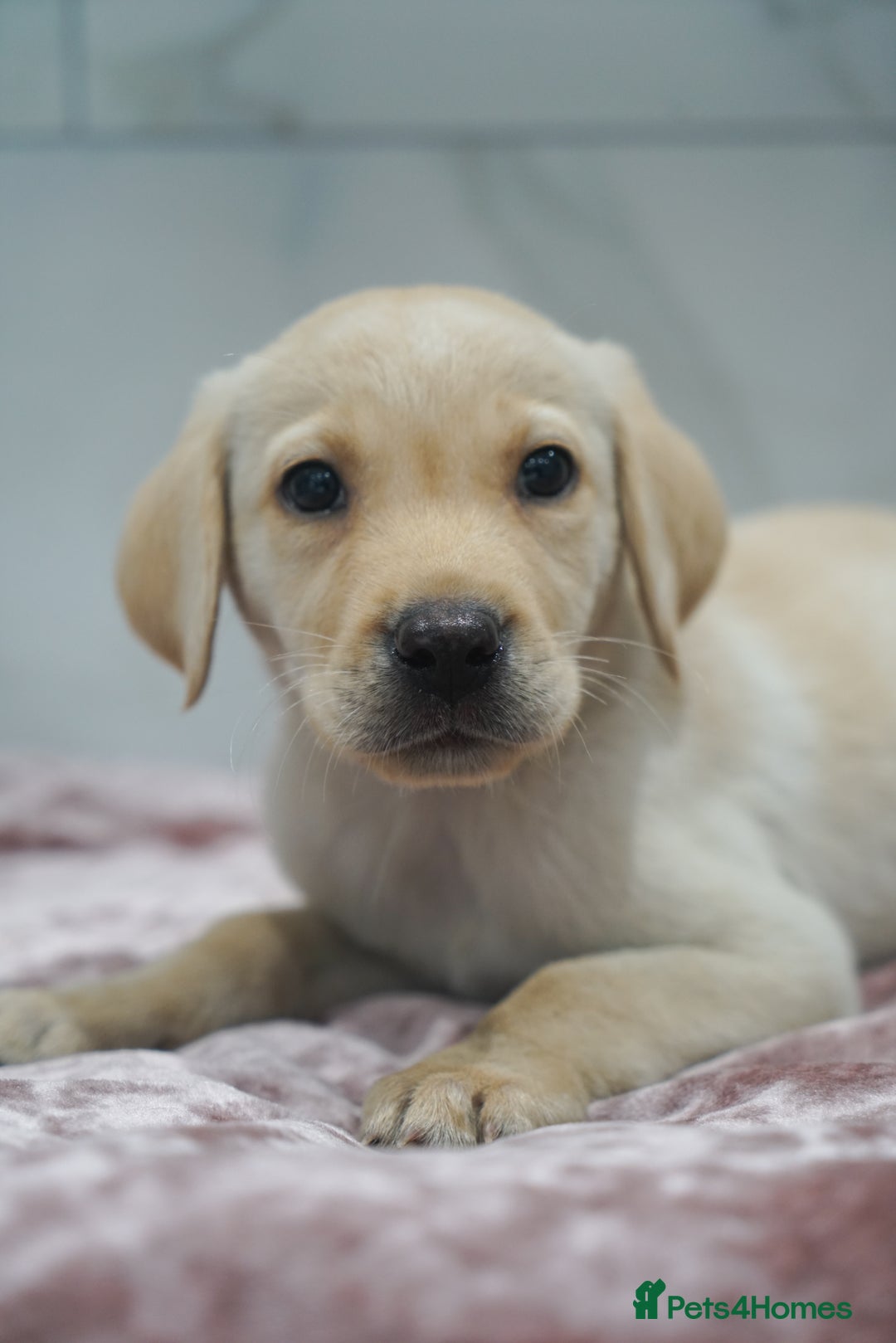 Labrador Retriever dogs for sale: Exceptional Health Tested KC Labrador Puppies - Image 5