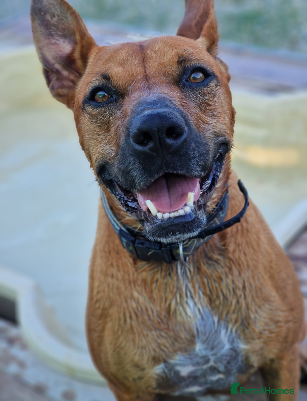 Staffordshire Bull Terrier dogs for adoption: Hazel - Spent a year chained to a tree! - Image 3