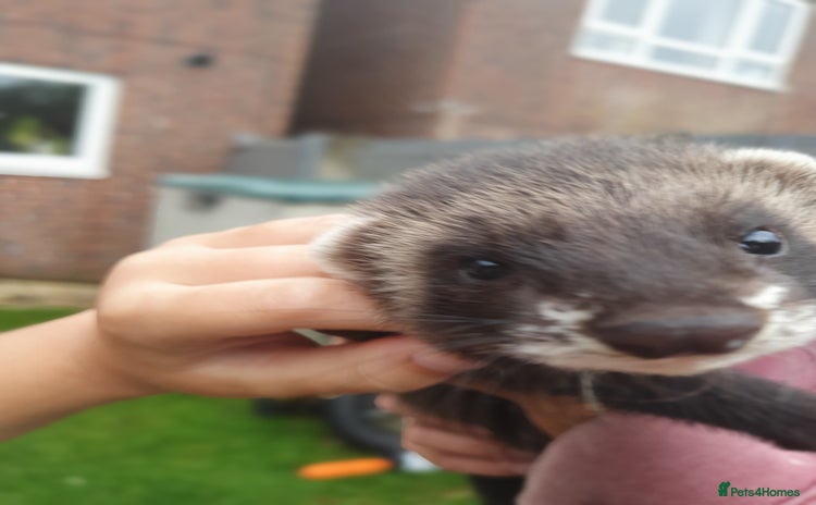 Ferret rodents - Advert 2