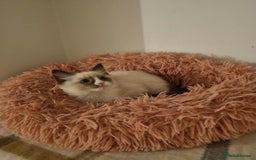 Ragdoll cats for sale: Ragdoll kittens  - Image 4