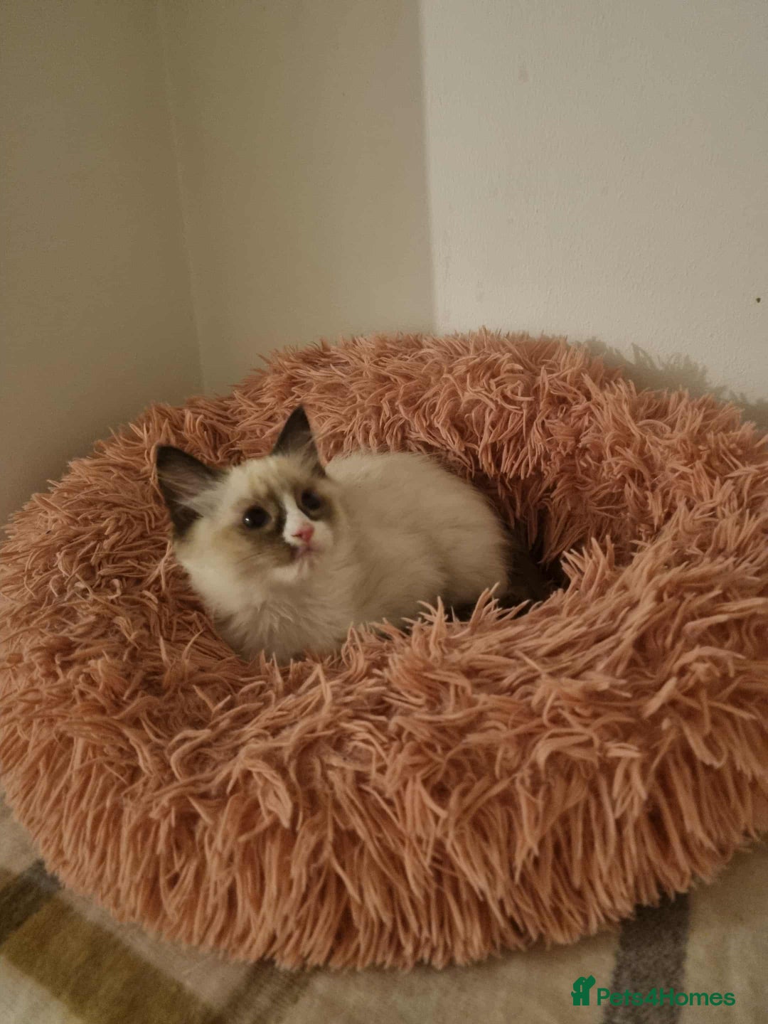 Ragdoll cats for sale: Ragdoll kittens  - Image 4