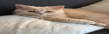 Aslan