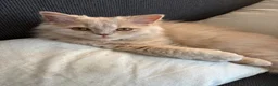 British Longhair cats for sale: Aslan - GCCF show prospect - Advert 3