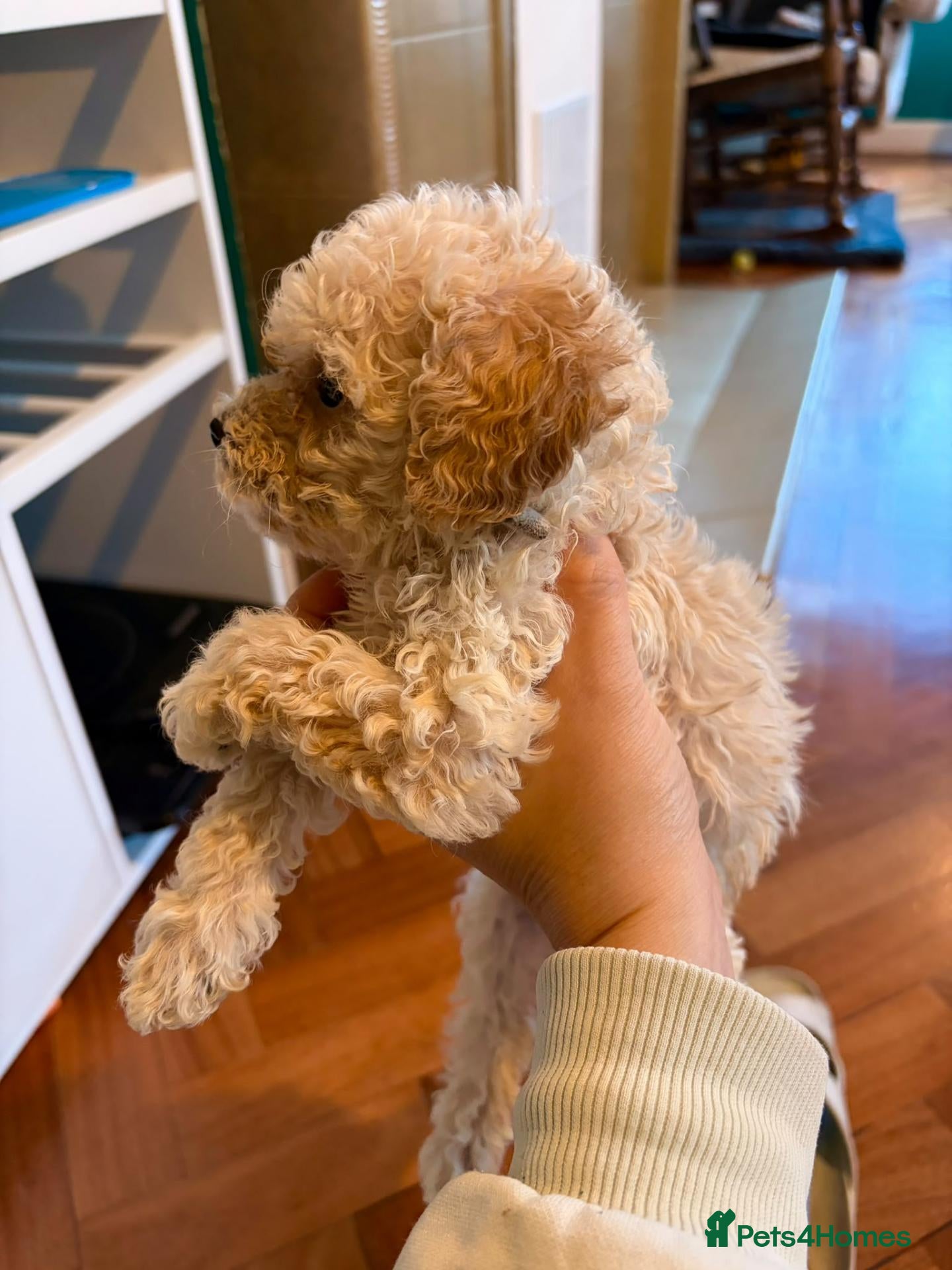 Cockapoo dogs for sale: Toy Cockapoo Puppies | 2 days left to collection! - Advert 2