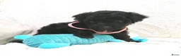 Jackapoo dogs for sale: 7 Beautiful Jackapoo puppies  - Advert 10