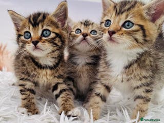 Mixed Breed cats kittens ready to go - Advert 15