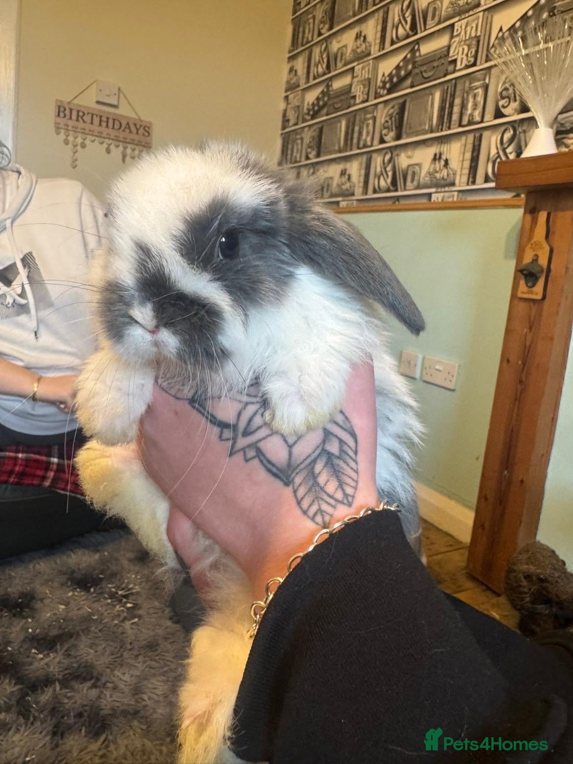 Mini Lop rabbits Mini lops - Advert 19