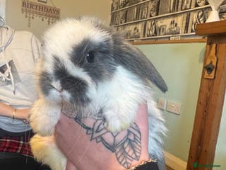 Mini Lop rabbits Mini lops - Advert 20
