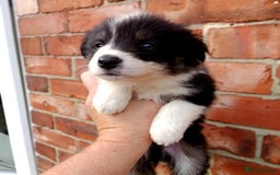 Border Collie dogs for sale: Border Collie pups - Image 4