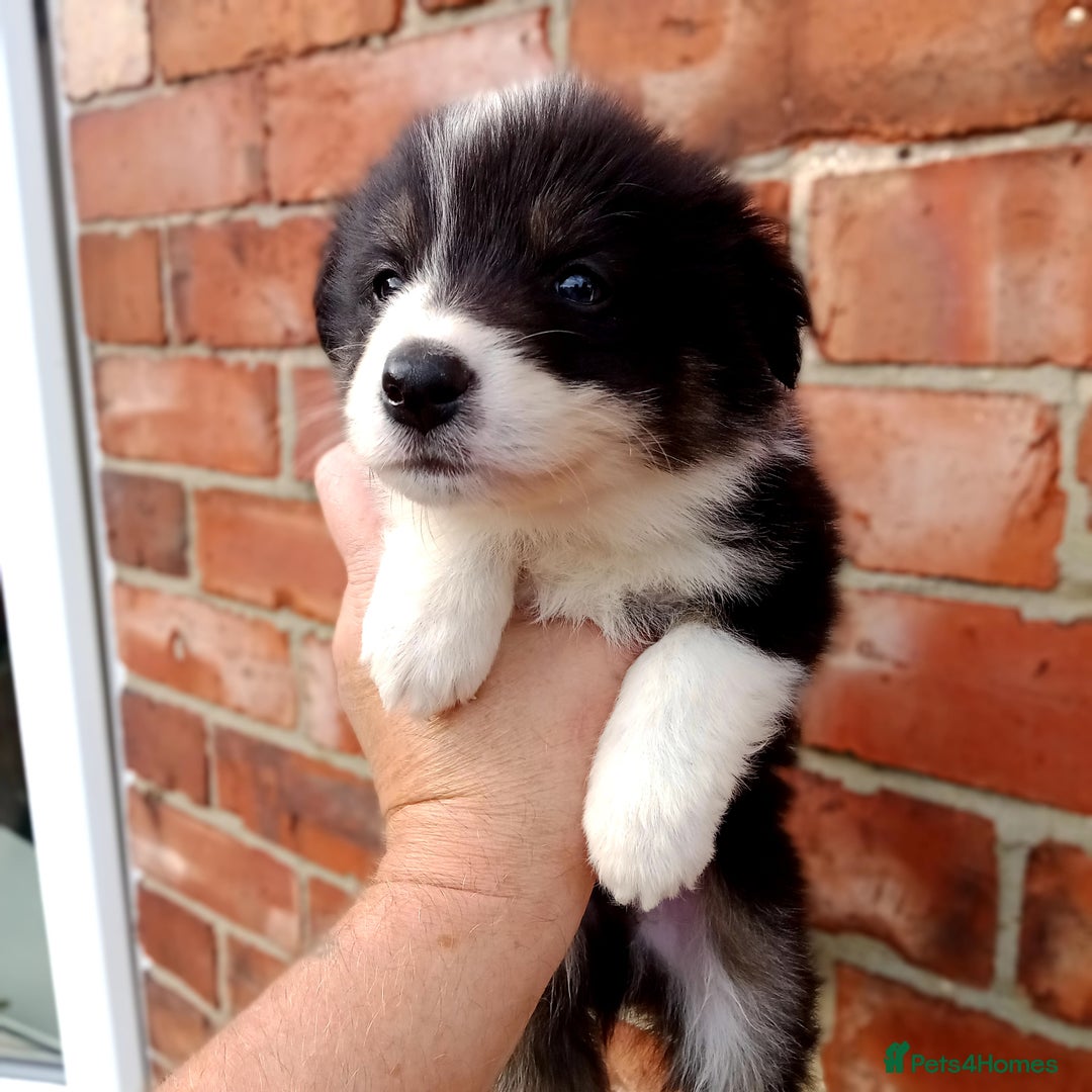 Border Collie dogs for sale: Border Collie pups - Image 4