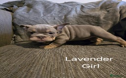 Mixed Breed dogs for sale: Tri English bulldog French mix (frenglish) - Image 17