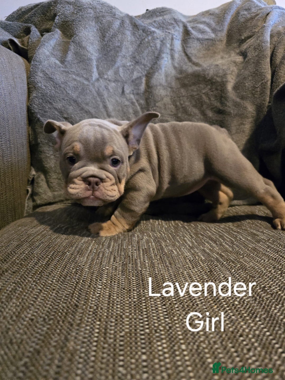 Mixed Breed dogs for sale: Tri English bulldog French mix (frenglish) - Image 17