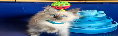 Ragdoll 9 - Turquoise girl (2 litter) 