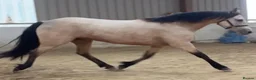 Connemara horses for sale: TOP CLASS Connemara mare available!  - Advert 4