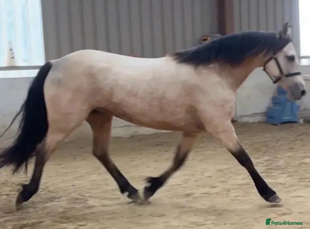 Connemara horses for sale: TOP CLASS Connemara mare available!  - Advert 4