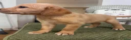 Goldador dogs for sale: Labrador x golden retriever ( goldador) in Llanelli - Advert 1