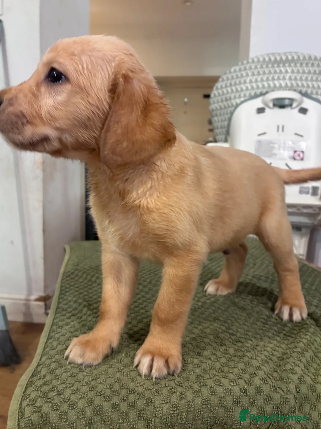 Goldador dogs for sale: Labrador x golden retriever ( goldador) in Llanelli - Advert 1