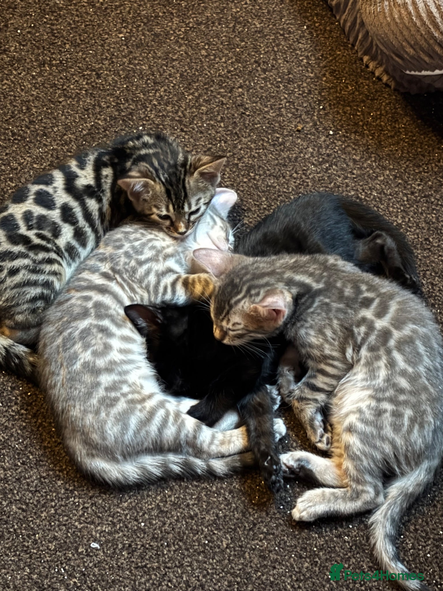 Bengal cats STUNNING BENGAL KITTENS READY NOW  - Advert 17