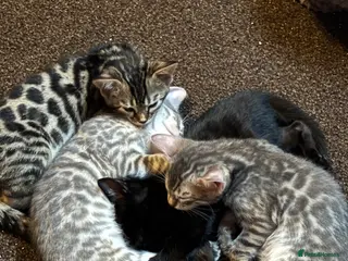 Bengal cats STUNNING BENGAL KITTENS READY NOW - Advert 17