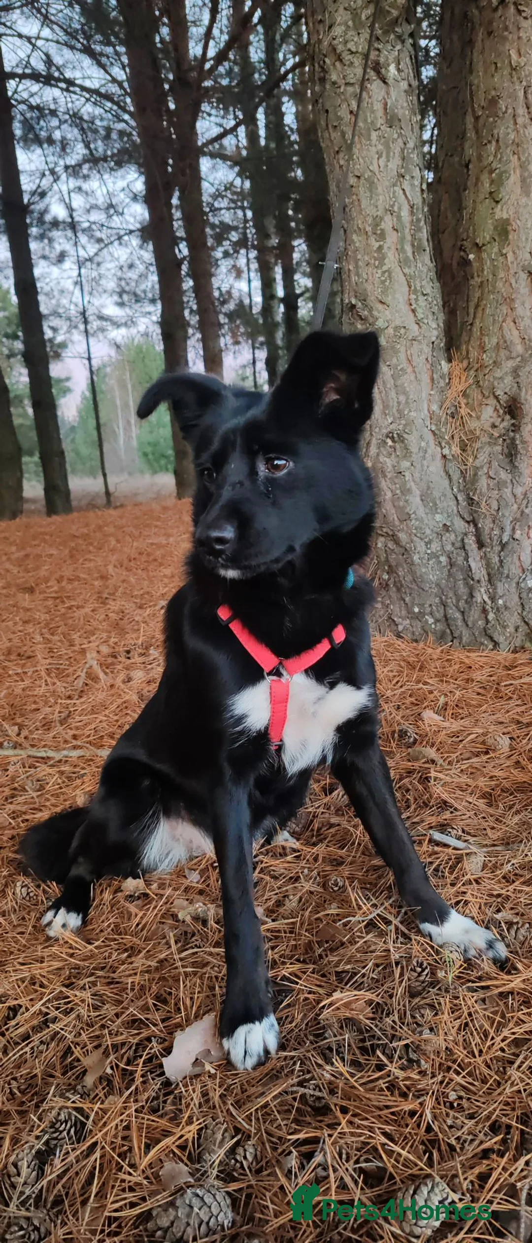 Border Collie dogs for adoption: 🐾 BONNIE – Female Border Collie 🐾 in West Malling - Advert 3