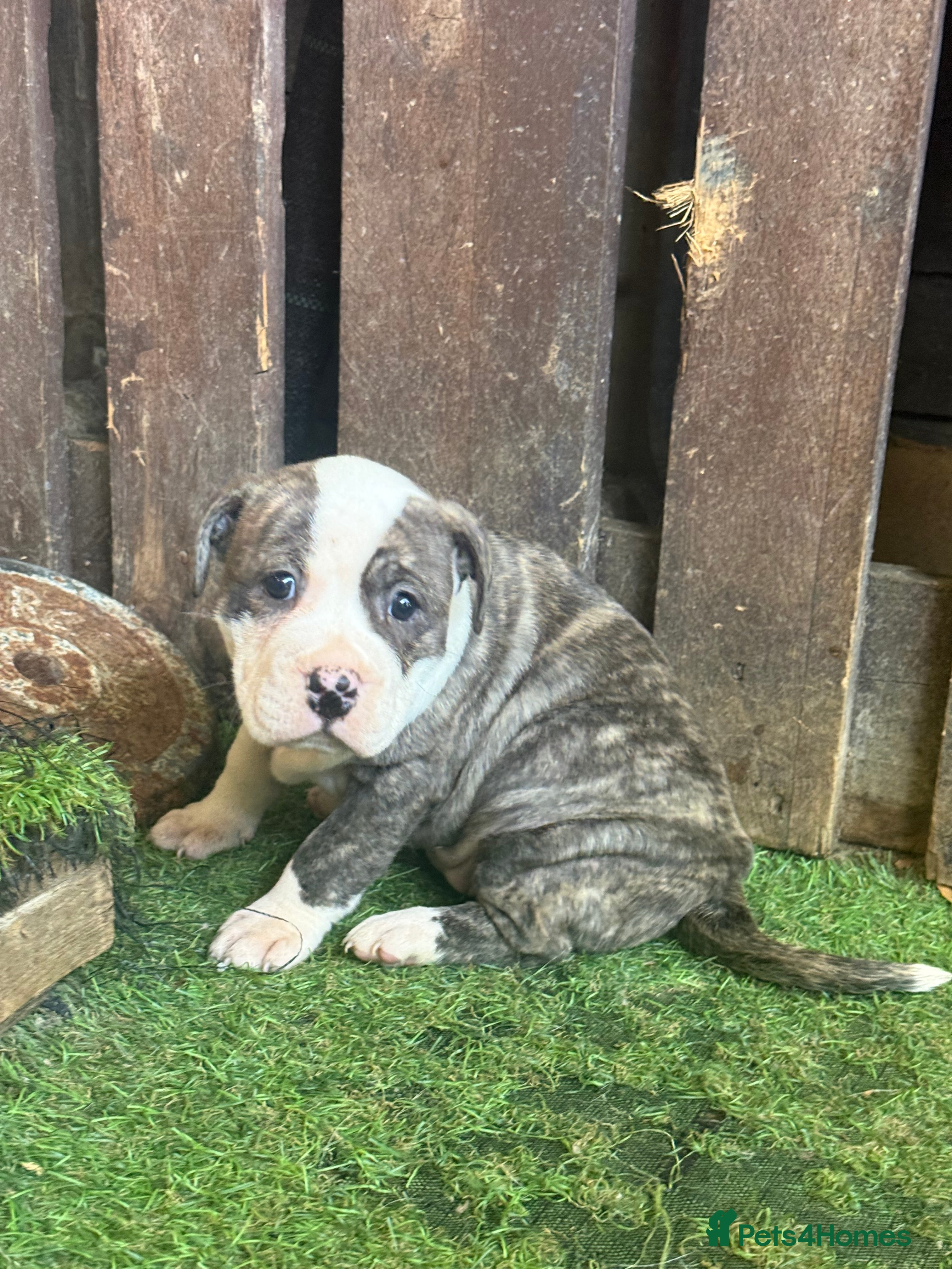 Mixed Breed dogs Sale 600 £ - Advert 2