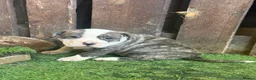 Mixed Breed dogs for sale: Sale 600 £ - Advert 2