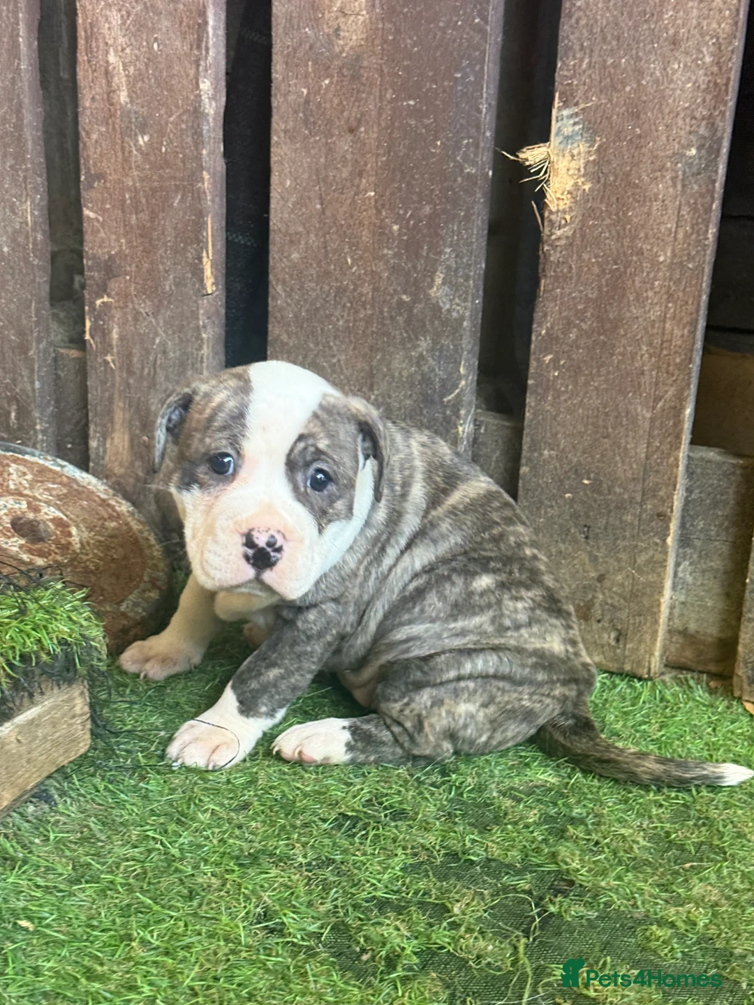 Mixed Breed dogs for sale: Sale 600 £ - Advert 2