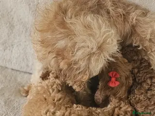 Cavapoo dogs Only 1 little boy available now - Advert 2