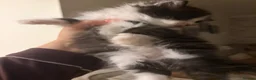 Mixed Breed cats for sale: Ragdoll X 2 longhair Blk and white ready now  - Advert 2