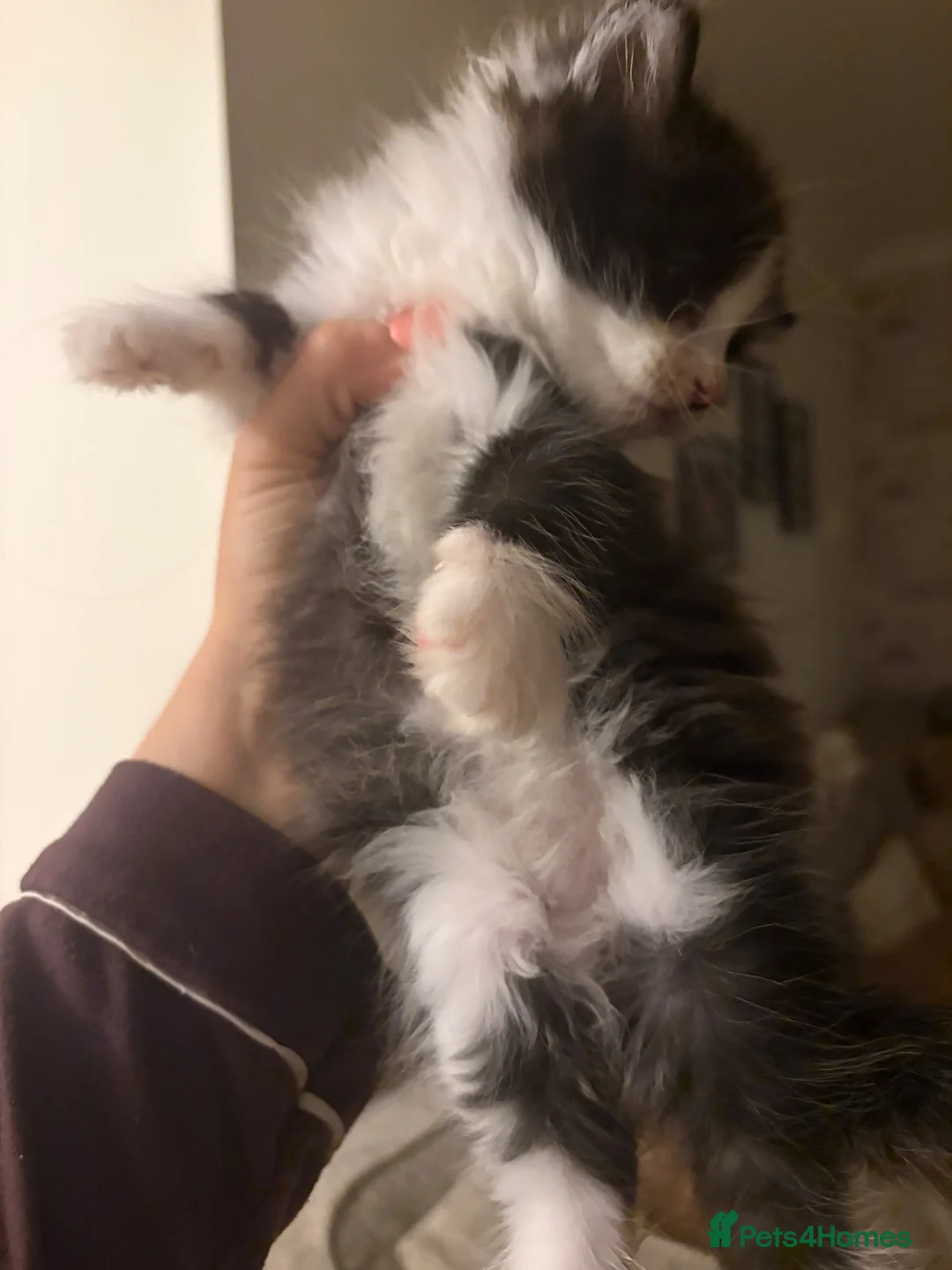Mixed Breed cats for sale: Ragdoll X 2 longhair Blk and white ready now  - Advert 2