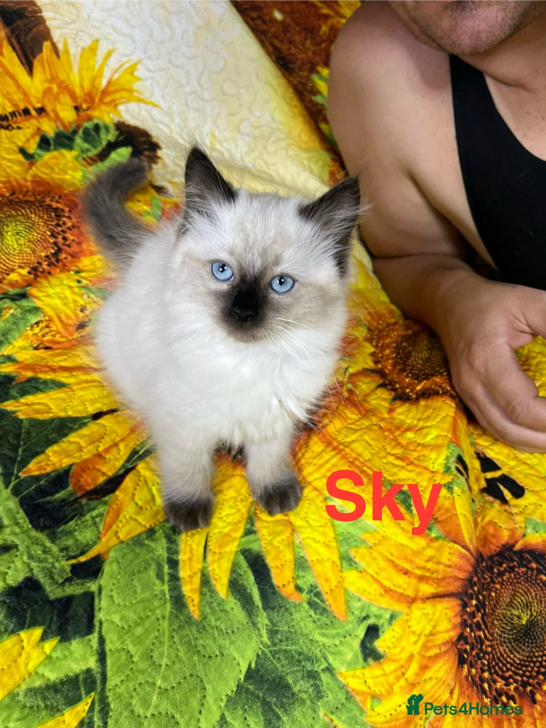 Ragdoll cats for sale: 🐈❤️5 Pure Ragdolls Waiting for Loving Family❗️❤️ - Image 37