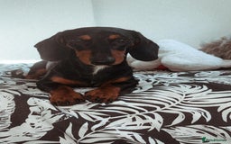 Dachshund dogs for sale: Miniature dachshund - Image 1