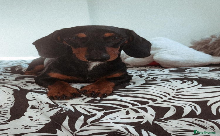 Dachshund dogs - Advert 4