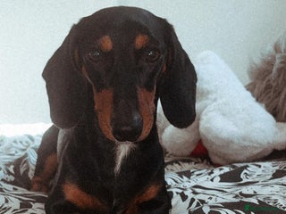 Dachshund dogs - Advert 29
