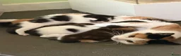 Mixed Breed cats for sale: 5 week old kittens for sale in Glenrothes - Advert 6