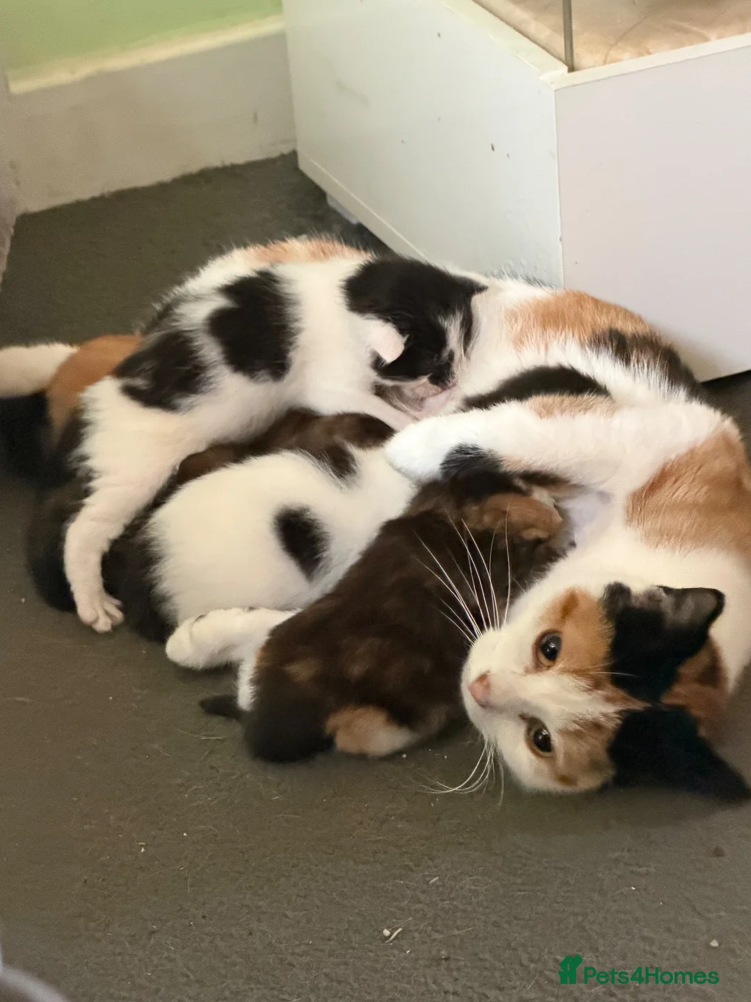 Mixed Breed cats for sale: 5 week old kittens for sale in Glenrothes - Advert 6