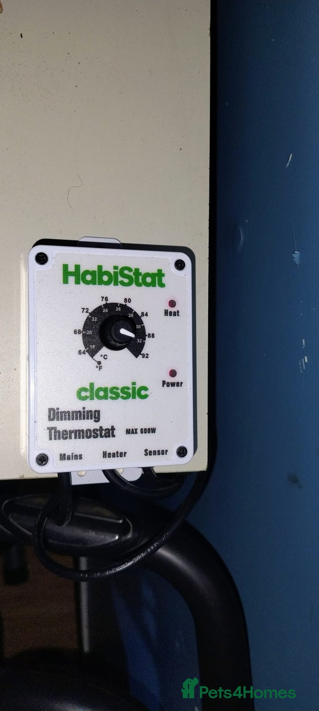 Python Snake reptiles for sale: Royal python  - Advert 7