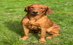 Labrador Retriever dogs for sale: Part-trained fox red Lab,FULLY HEALTH TEST PARENTS - Image 7