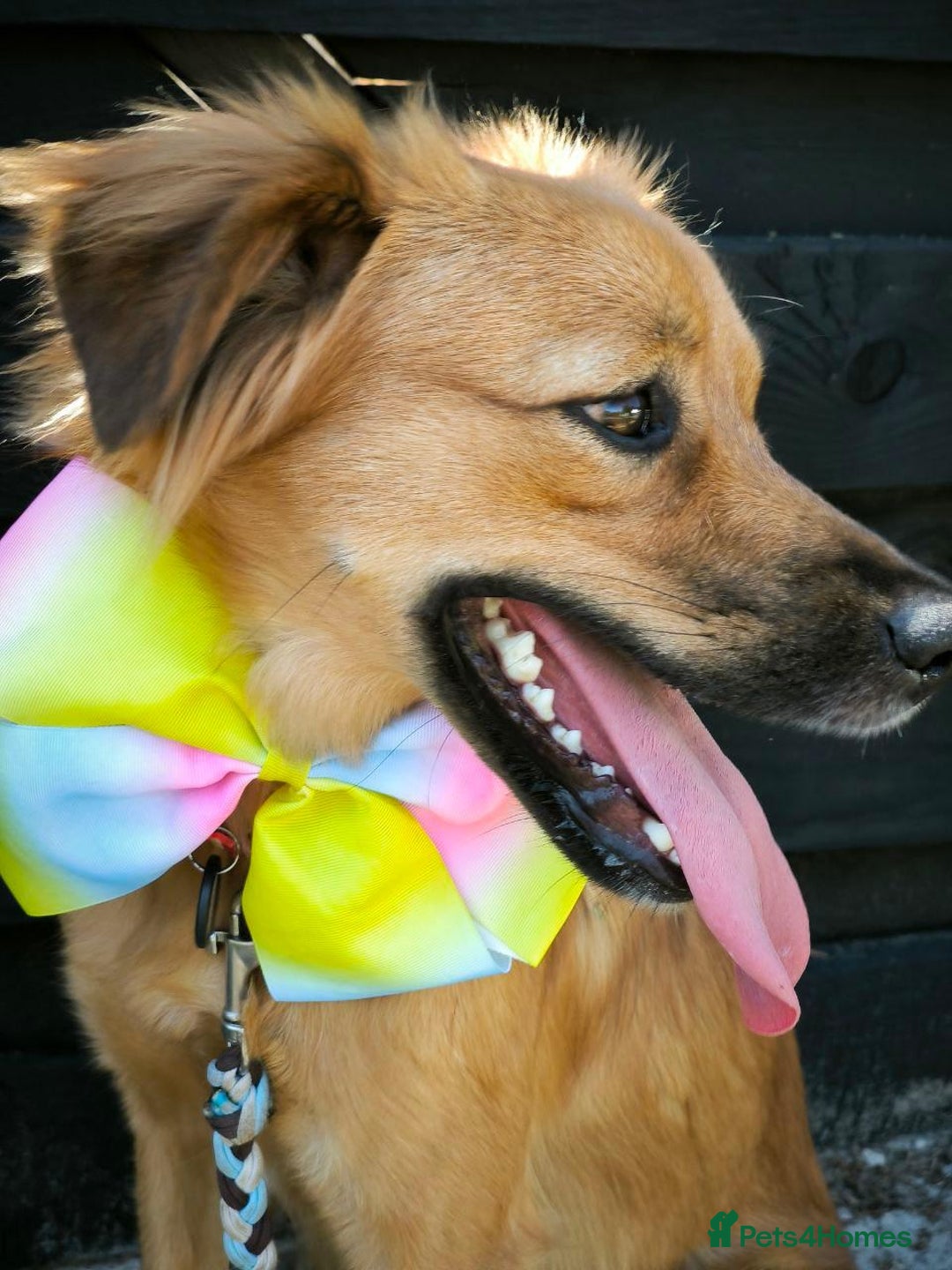 Mixed Breed dogs for adoption: 🐶💖 MIAH 💖🐶 - Image 26
