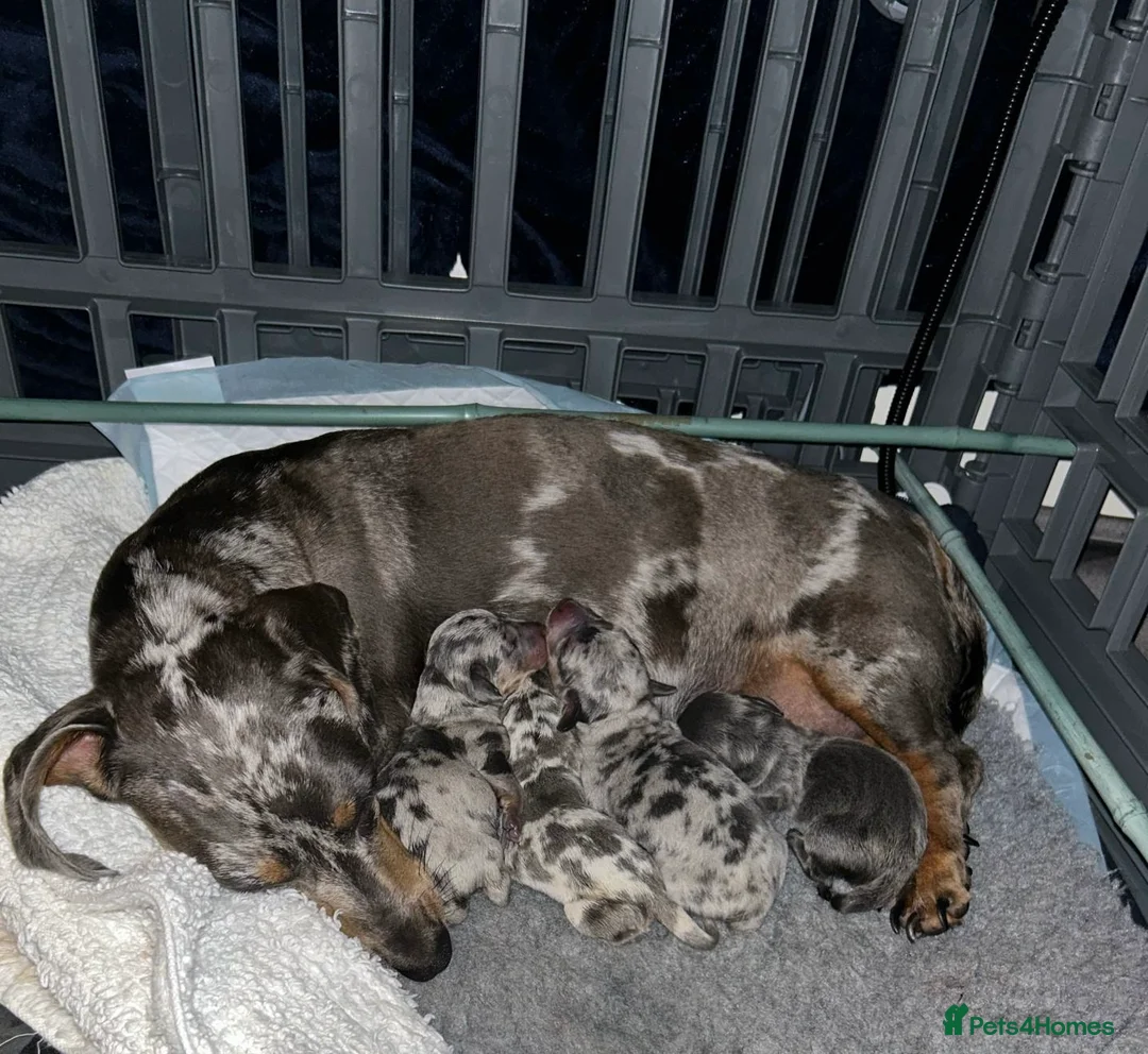 Miniature Dachshund dogs for stud: Tiny Piebald Stud with Free Ovulation Testing  in Stockton-on-Tees - Advert 22