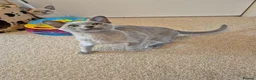 Burmese cats for sale: Gorgeous Pedigree Burmese Kittens - Advert 19