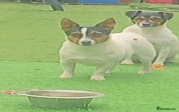 Jack Russell dogs for stud: Miniature jack Russell stud  - Image 1