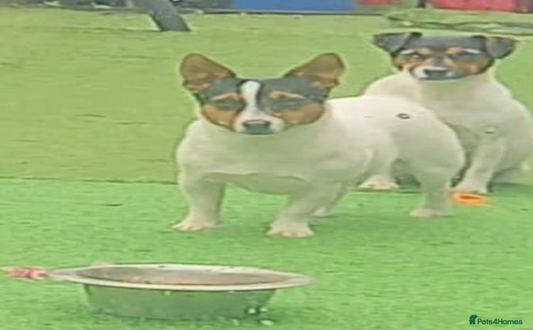 Jack Russell dogs - Advert 1