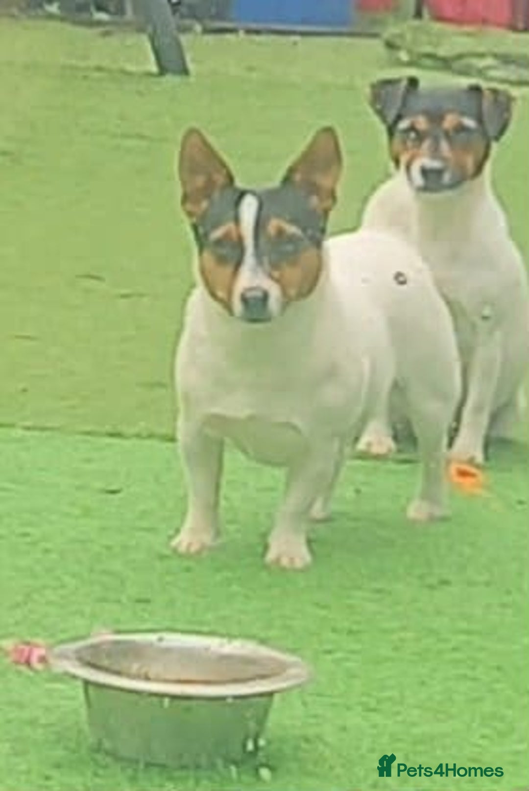 Jack Russell dogs for stud: Miniature jack Russell stud  - Image 1