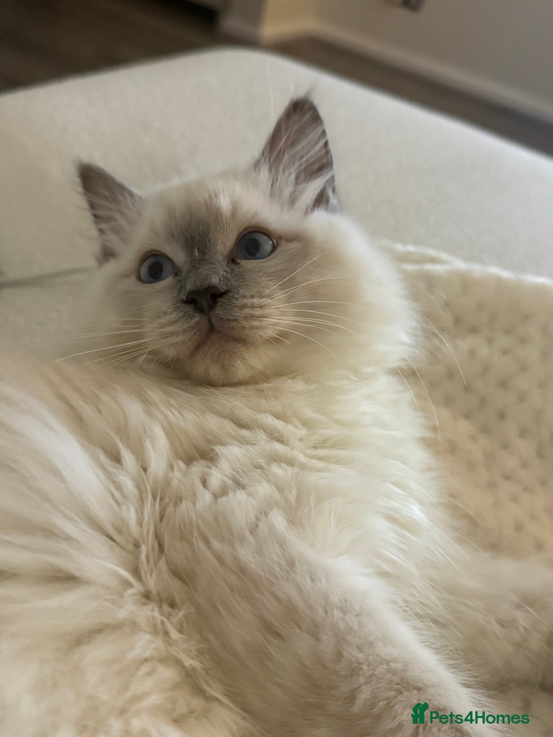 Ragdoll cats for sale: Male ragdoll kitten - Advert 4