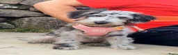Mixed Breed dogs for sale: Foodle Puppies  - Advert 3