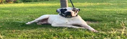 Mastiff dogs for sale: bully kutta male - Advert 8