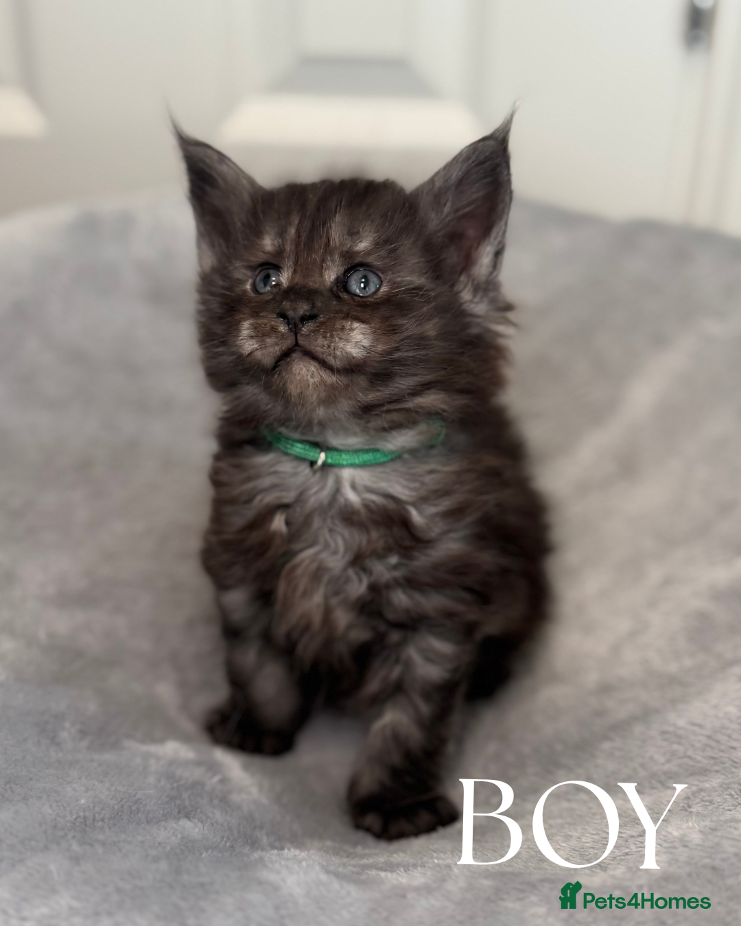 Maine Coon cats for sale: Champion blood line mainecoon kittens  - Advert 4