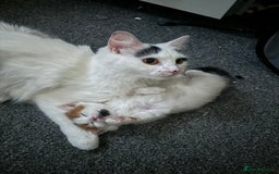Turkish Van cats for sale: Three kittens  - Image 4